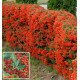 PYRACANTHA SAPHYR® ROUGE