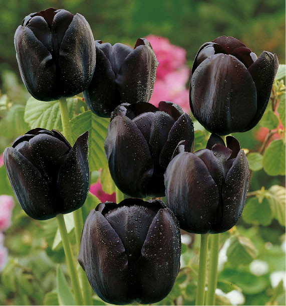 Tulipe Simple Tardive Queen Of Night Noire Plante En Ligne Tulipe Simple Tardive Queen Of Night Noire Plante En Ligne