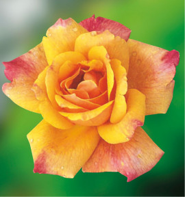 ROSIER BUISSON SUTTER'S GOLD