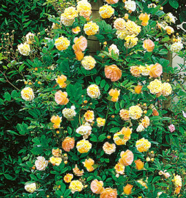 ROSIER GRIMPANT GHISLAINE DE FÉLIGONDE