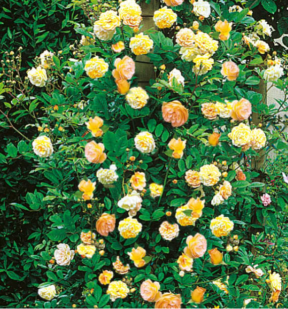 ROSIER GRIMPANT GHISLAINE DE FÉLIGONDE