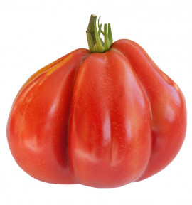 TOMATE COEUR DE BOEUF D'ALBENGA (Canestrino)