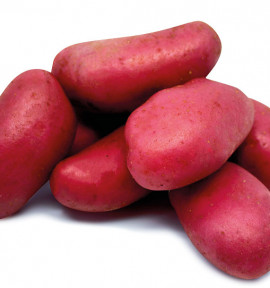 POMME DE TERRE ALOUETTE