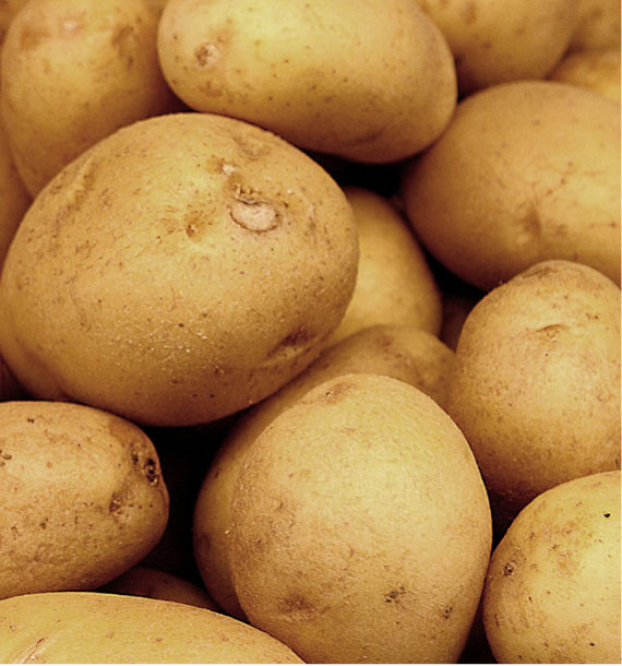 POMME DE TERRE NAWEN Maldive