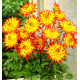 DAHLIA CACTUS BRIDGE VIEW ALOHA