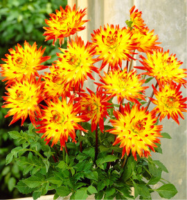 DAHLIA CACTUS BRIDGE VIEW ALOHA