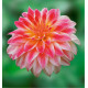 DAHLIA DECORATIF CARMEN