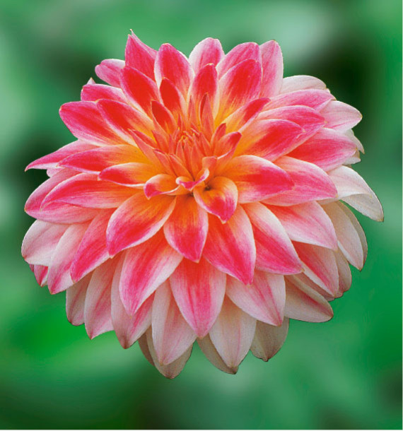 DAHLIA DECORATIF CARMEN