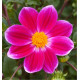 DAHLIA GEANT HEMERA