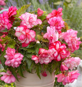 BEGONIA CASCADE PINK BALCONY
