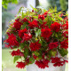 BEGONIA CASCADE SCARLET
