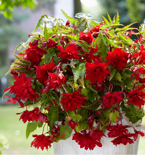 BEGONIA CASCADE SCARLET