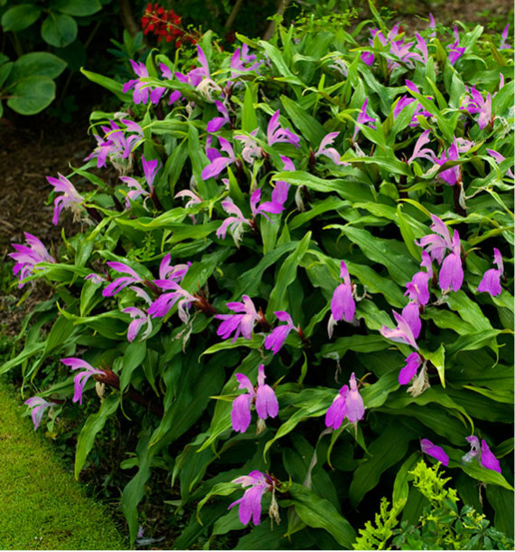 Gingembre Orchidee Plante En Ligne Gingembre Orchidee Plante En Ligne