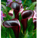 CALLA CANTOR