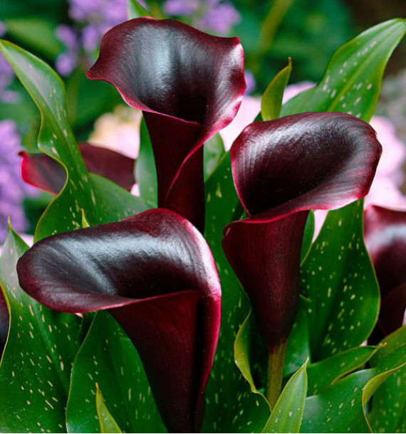 CALLA CANTOR