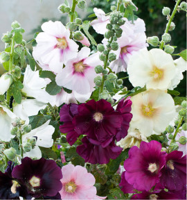 ROSE TRÉMIÈRE AUBADE EN MÉLANGE