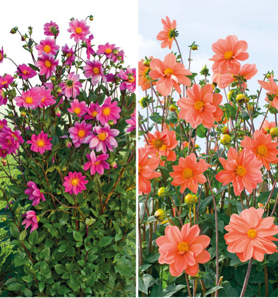 COLIBRIANT 2 DAHLIAS GEANTS : 1 HEMERA + 1 AETHER