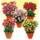 COLIBRIANT 5 ALSTROEMERES DUCHESSE® : 1 MARIE + 1 DIANE + 1 ISABELLE + 1 LOUISE + 1 ELISABETH