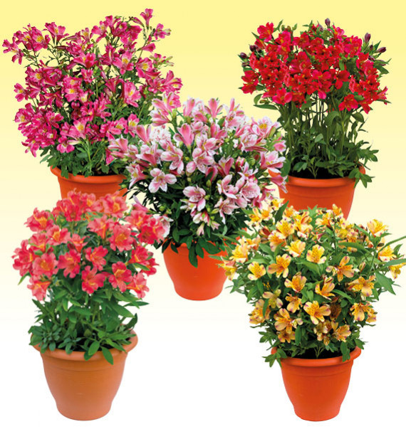 COLIBRIANT 5 ALSTROEMERES DUCHESSE® : 1 MARIE + 1 DIANE + 1 ISABELLE + 1 LOUISE + 1 ELISABETH