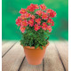 ALSTROEMERE ROYALE® ELISABETH