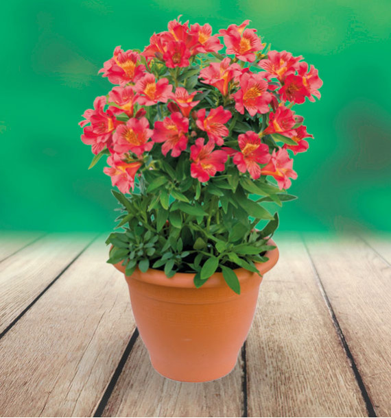ALSTROEMERE ROYALE® ELISABETH