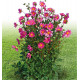 DAHLIA GEANT HEMERA