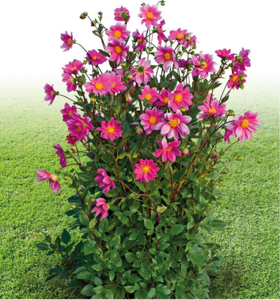 DAHLIA GEANT HEMERA