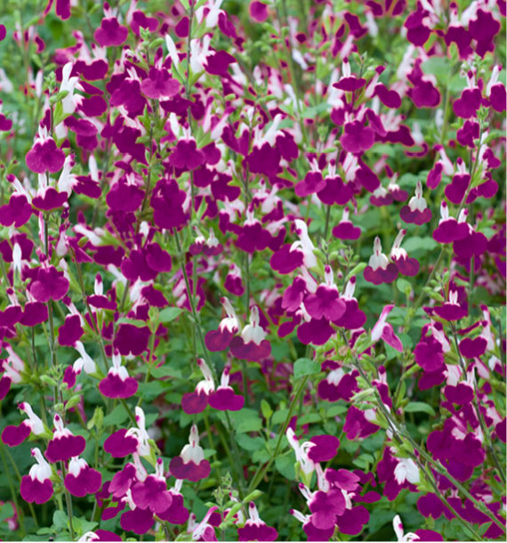 SAUGE AMETHYST LIPS