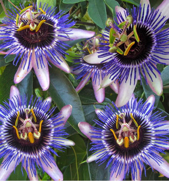 PASSIFLORE RIVERSIDE® DAMSEL'S DELIGHT