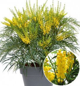 Arbustes Pour Terrasses Balcons Jacques Briant Plantes En Ligne Pepinieres Jacques Briant