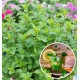 MENTHE MOJITO