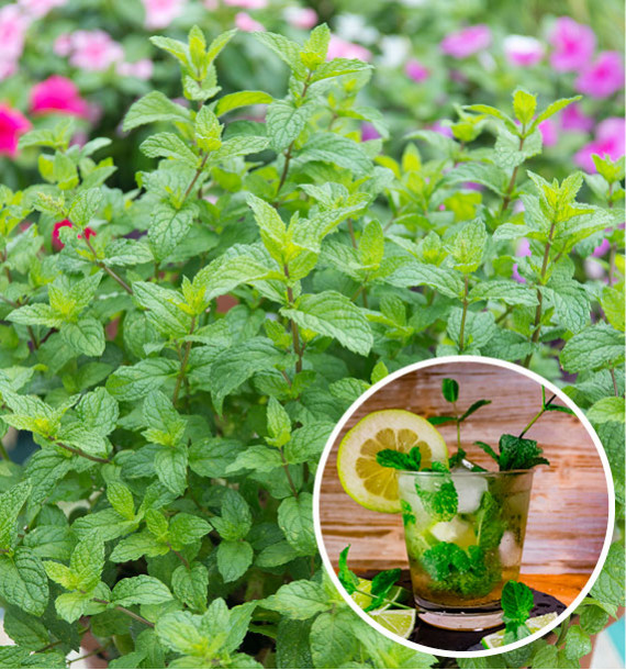 MENTHE MOJITO
