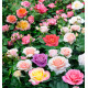 8 ROSIERS BUISSONS A GROSSES FLEURS EN MELANGE