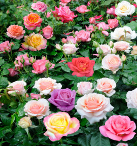 8 ROSIERS BUISSONS A GROSSES FLEURS EN MELANGE