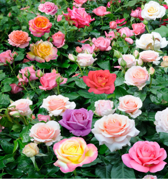 8 ROSIERS BUISSONS A GROSSES FLEURS EN MELANGE