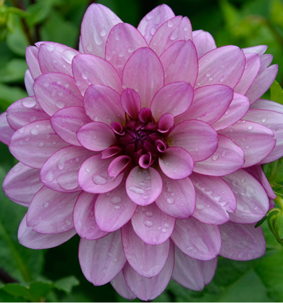 DAHLIA CAMÉLIA LAUREN MICHELE