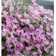BACOPA BARISTO® GIGA ROSE