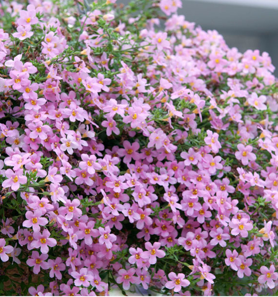 BACOPA BARISTO® GIGA ROSE