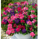 VERVEINE TRIO TRIXI® WILD BERRIES