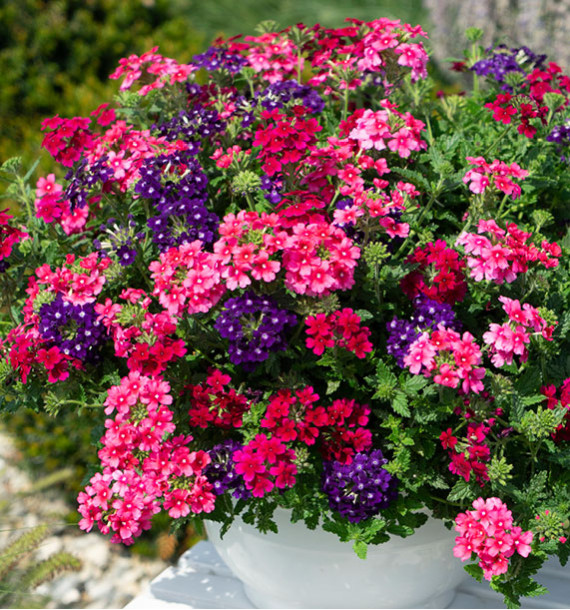 VERVEINE TRIO TRIXI® WILD BERRIES