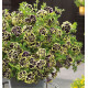 PETUNIA DOUBLE MYSTICAL® MIDNIGHT GOLD