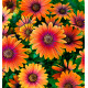 DIMORPHOTECA FLOWER POWER® PURPLE SUN