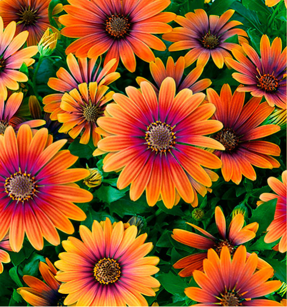 DIMORPHOTECA FLOWER POWER® PURPLE SUN