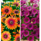 COLIBRIANT 2 DIMORPHOTECAS : 1 FLOWER POWER® PURPLE SUN + 1 ASTRA®PURPLE IMPROVED