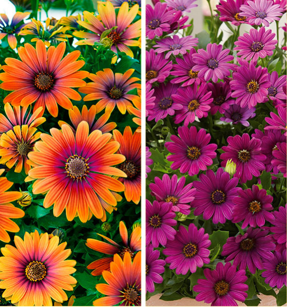 COLIBRIANT 2 DIMORPHOTECAS : 1 FLOWER POWER® PURPLE SUN + 1 ASTRA®PURPLE IMPROVED