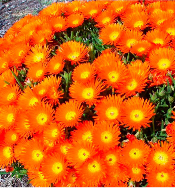 MESEMBRYANTHEMUM ORANGE