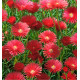 MESEMBRYANTHEMUM ROUGE