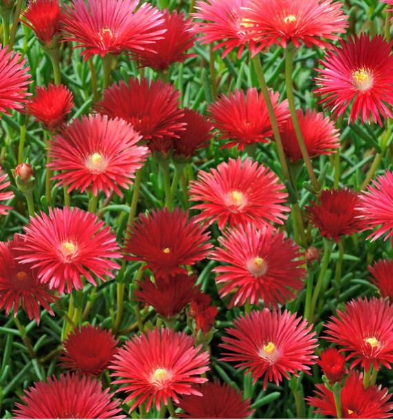 MESEMBRYANTHEMUM ROUGE