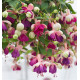 FUCHSIA GEANT LENA