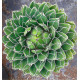 AGAVE DE LA REINE VICTORIA